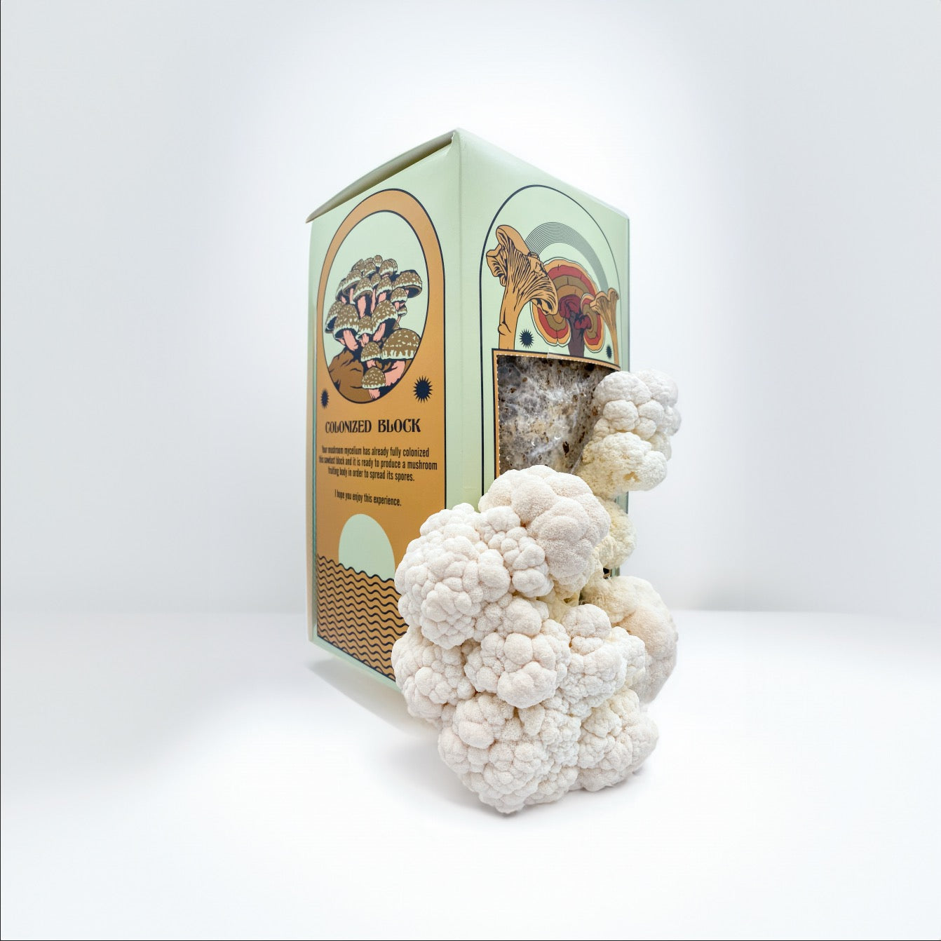 Lions Mane Grow Kit