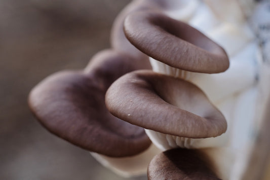 Ok I grew the mushrooms, now what?