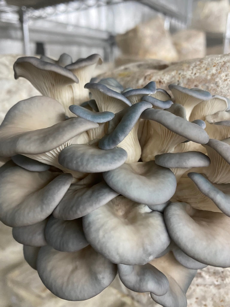 Blue Oyster Grow Kit