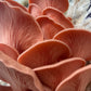 Pink Oyster Grow Kit